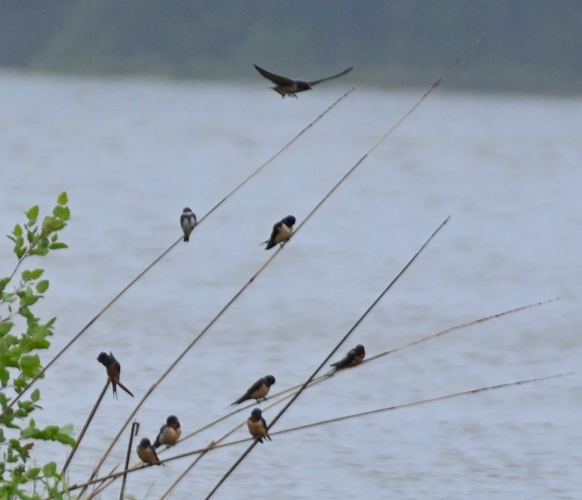 Bank Swallow - ML237344391