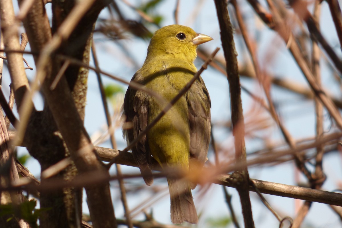 Piranga écarlate - ML237345041