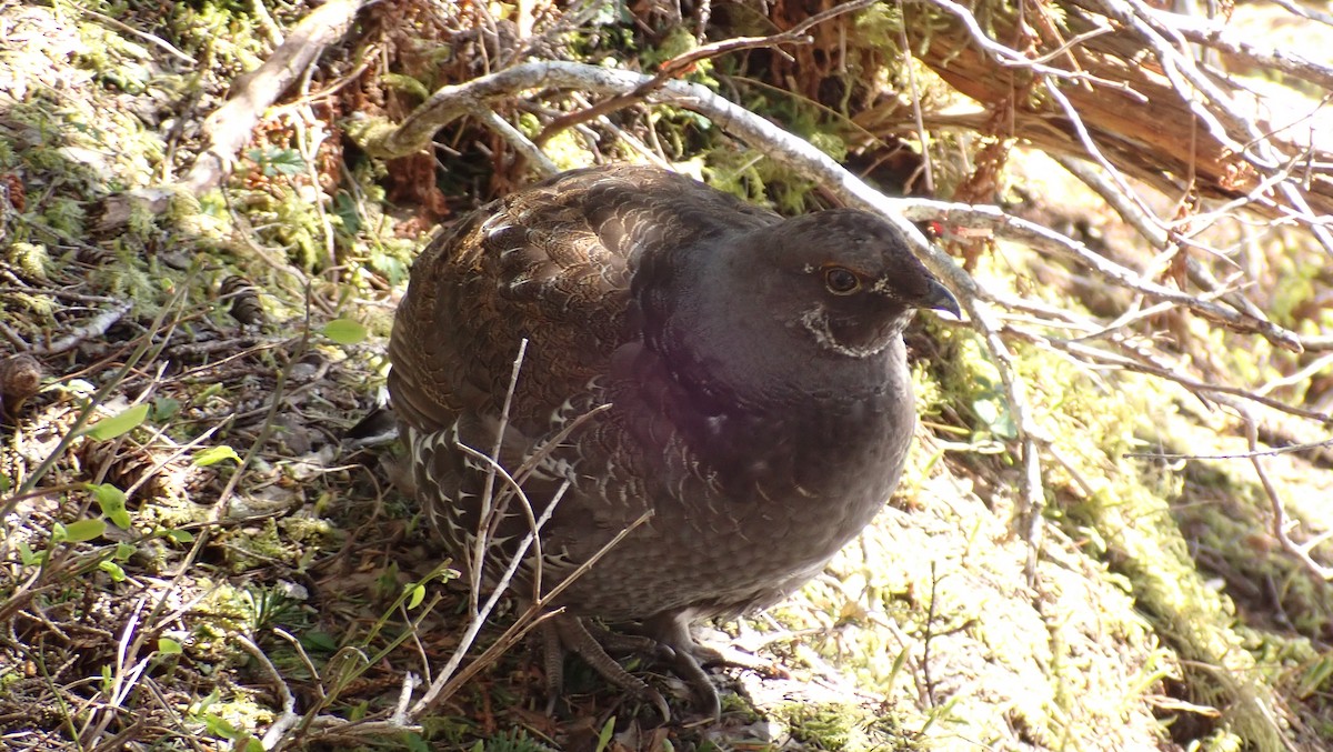 Sooty Grouse - ML237346041