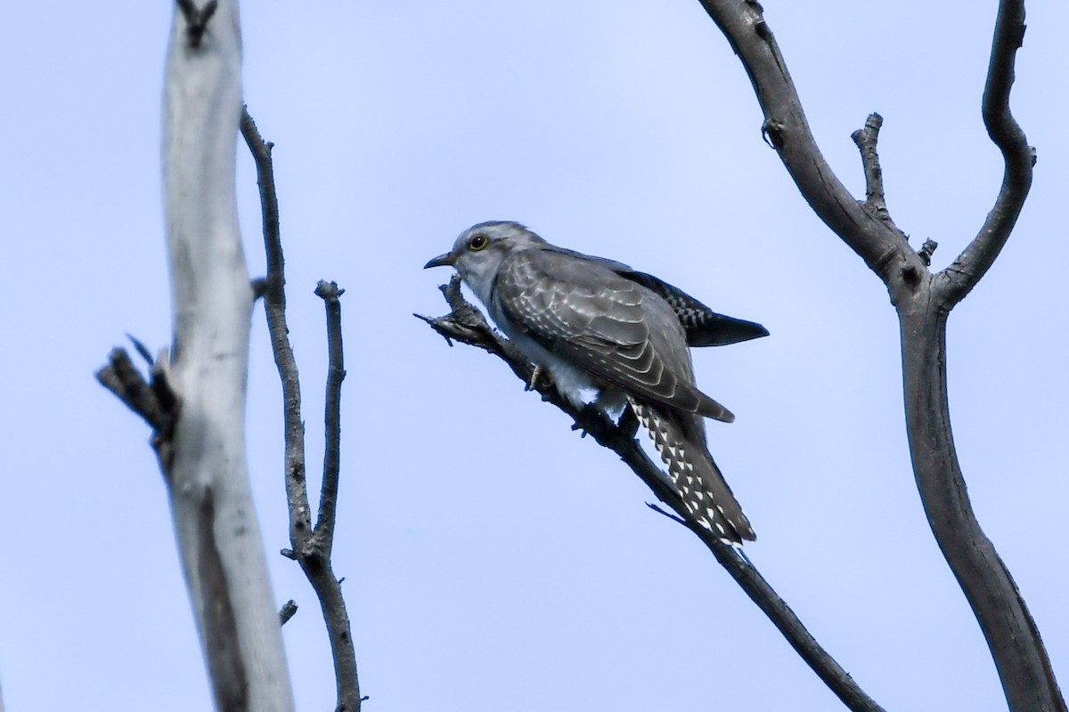 Pallid Cuckoo - Alison Bentley