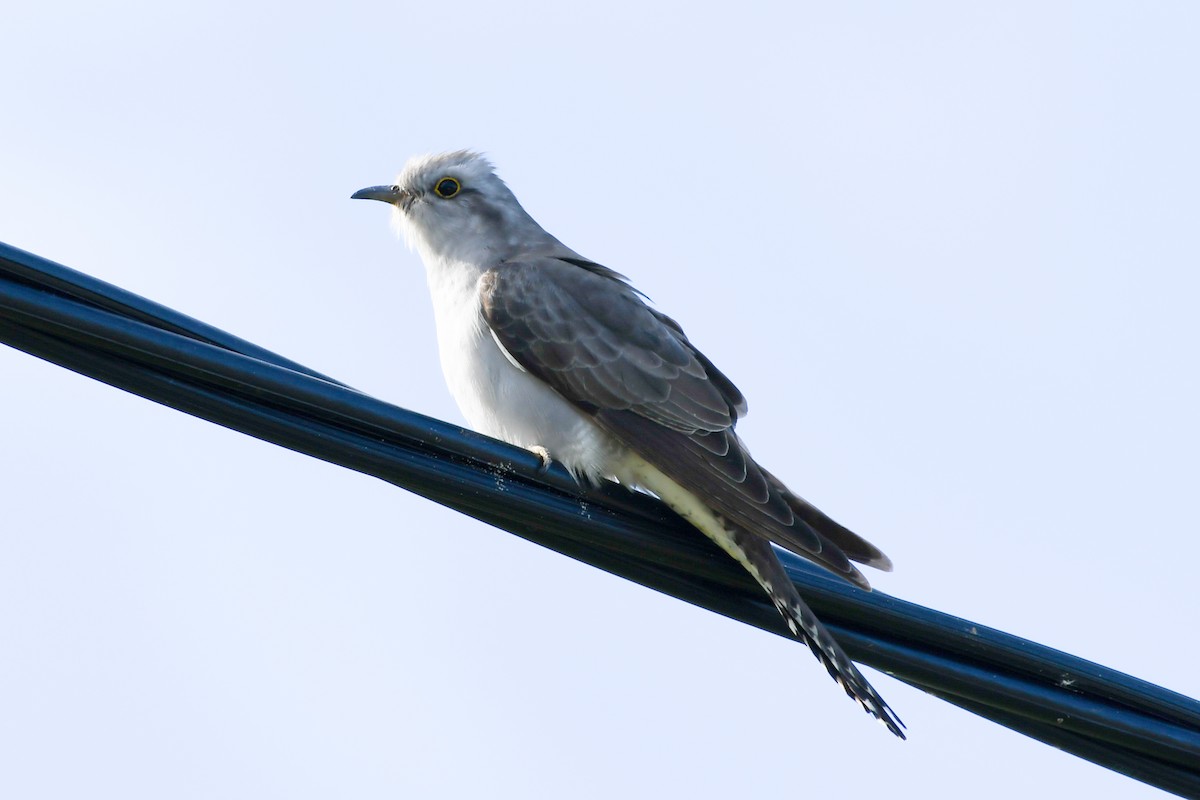 Pallid Cuckoo - Alison Bentley