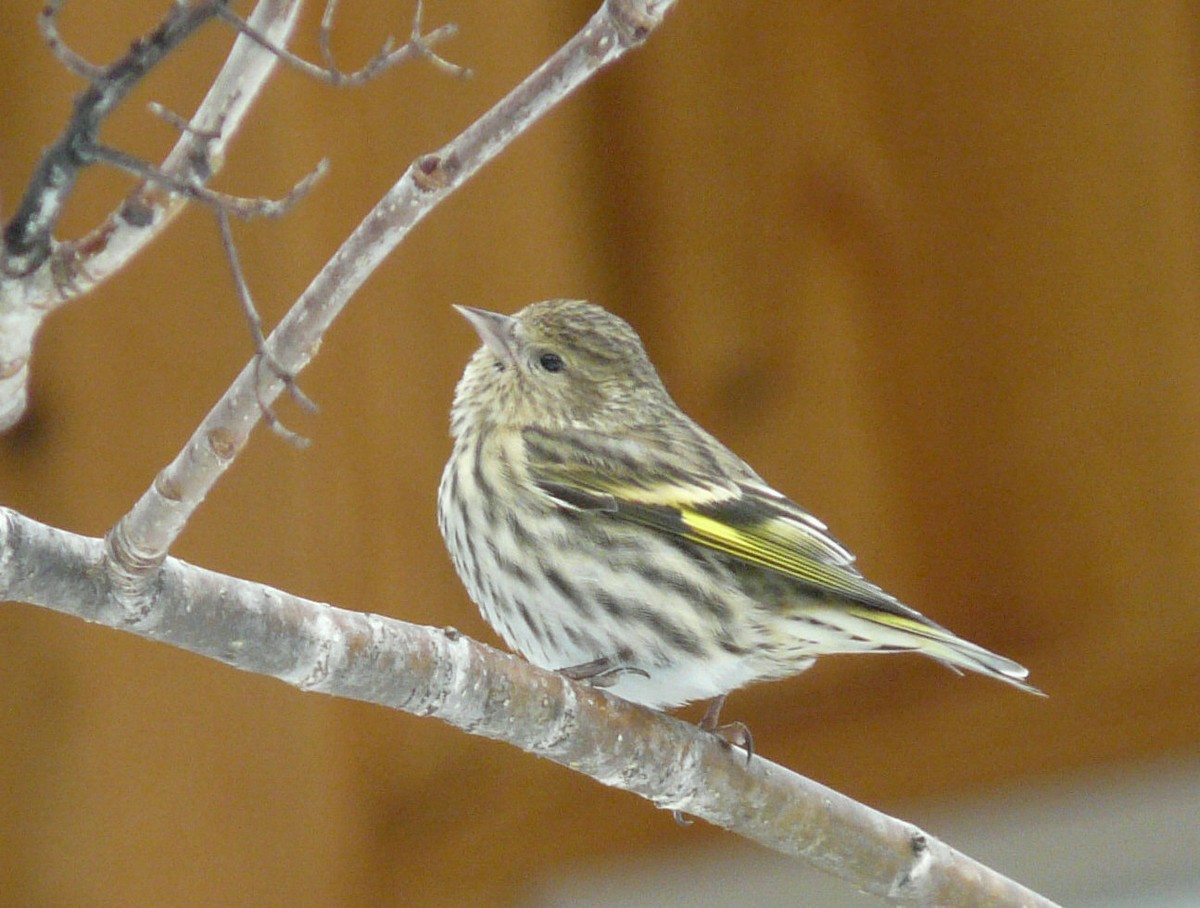 Pine Siskin - Douglas Leighton