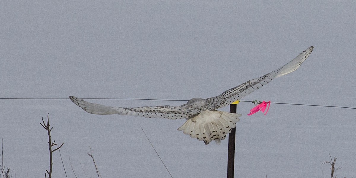 Snowy Owl - ML23734901