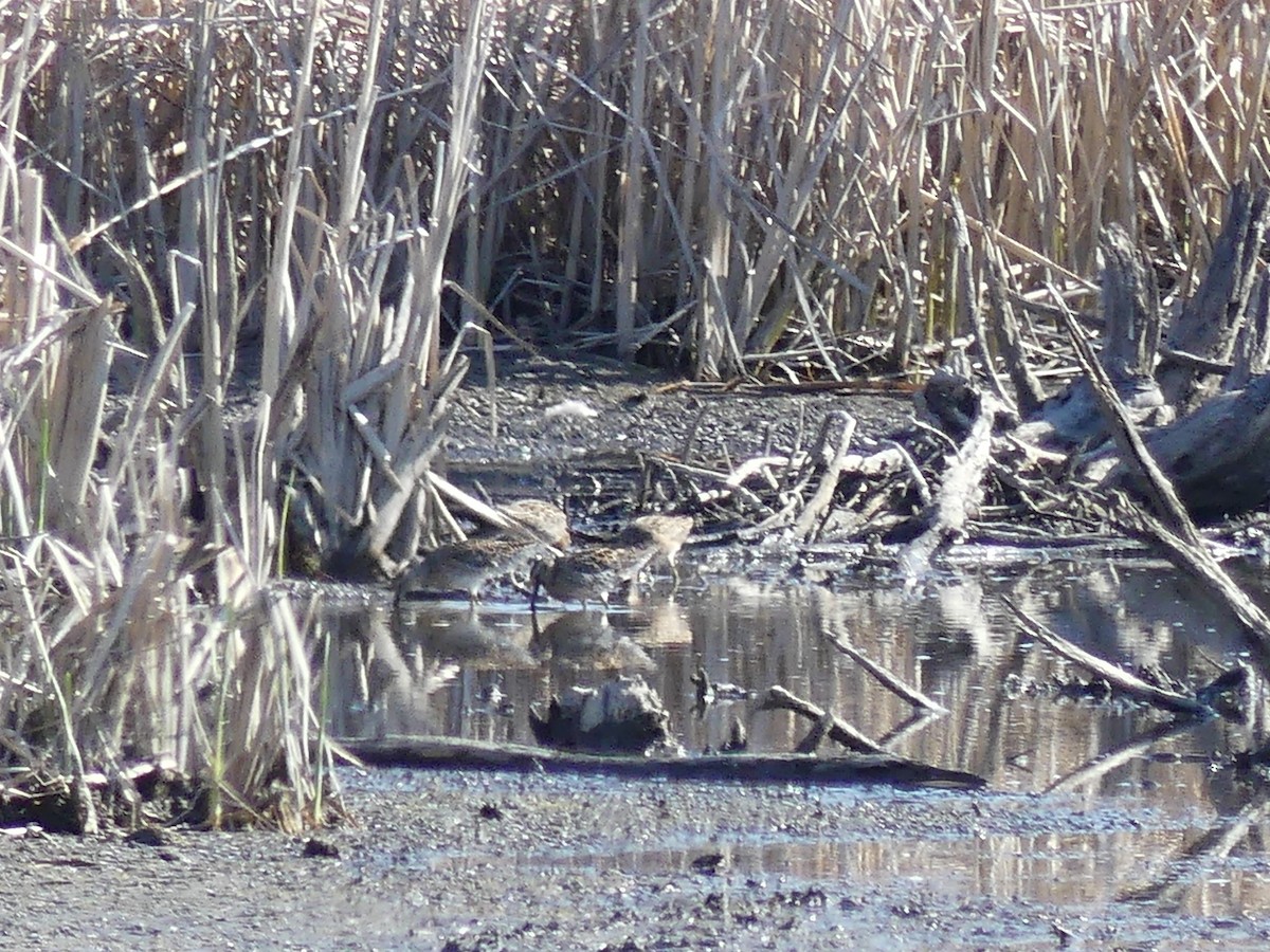 Short-billed Dowitcher - ML237349411