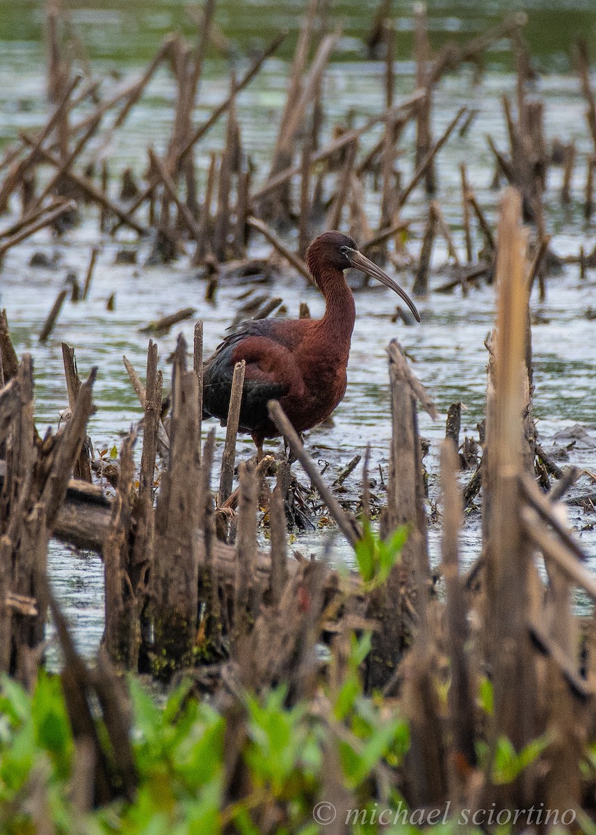 Гялаан билүүс - ML237350811