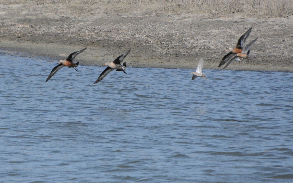 Hudsonian Godwit - ML237350981