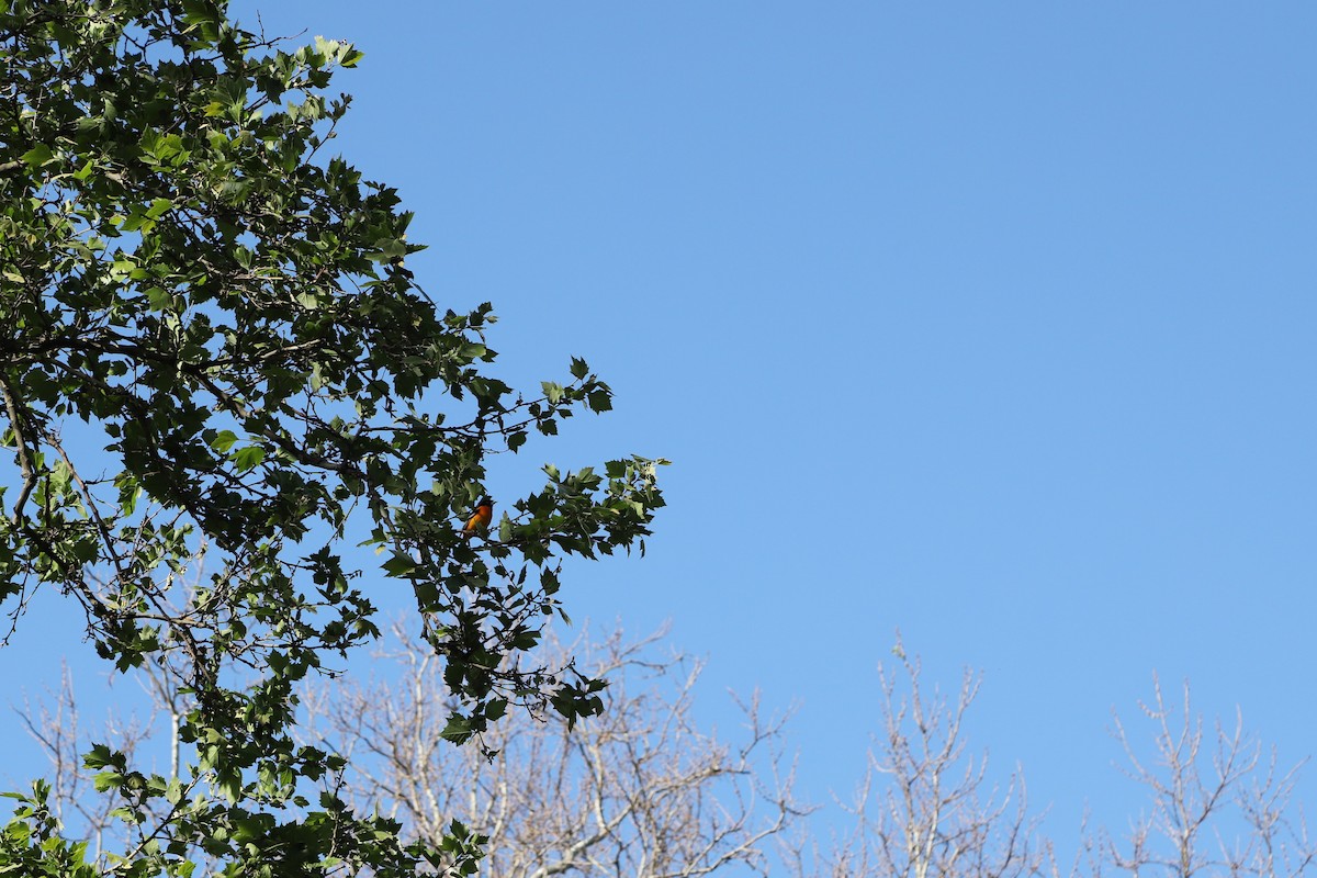 Baltimore Oriole - ML237351081
