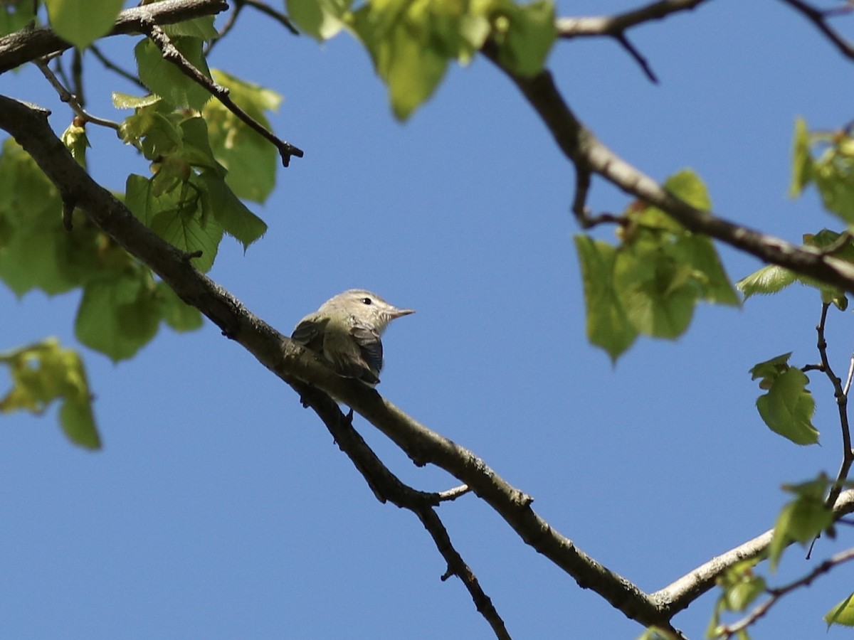 Warbling Vireo - ML237353291