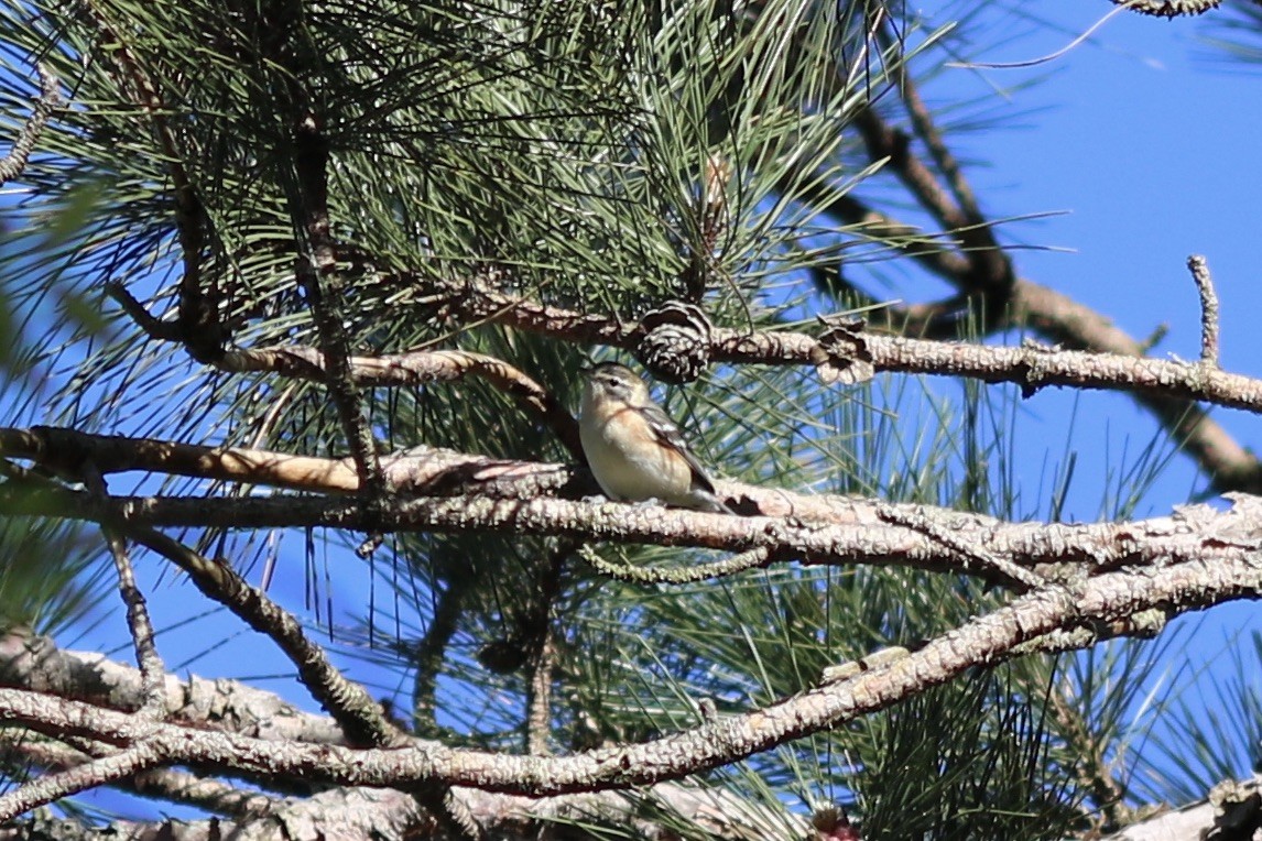 Bay-breasted Warbler - ML237353961