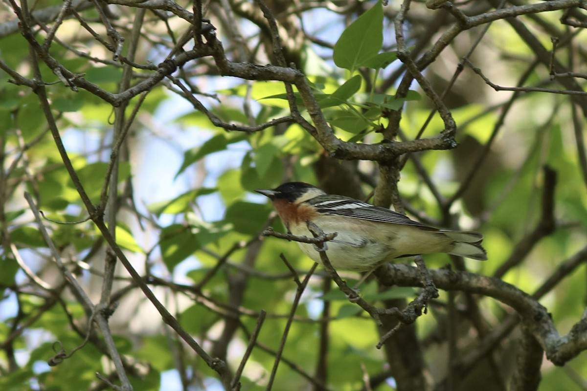 Bay-breasted Warbler - Heidi Swanson