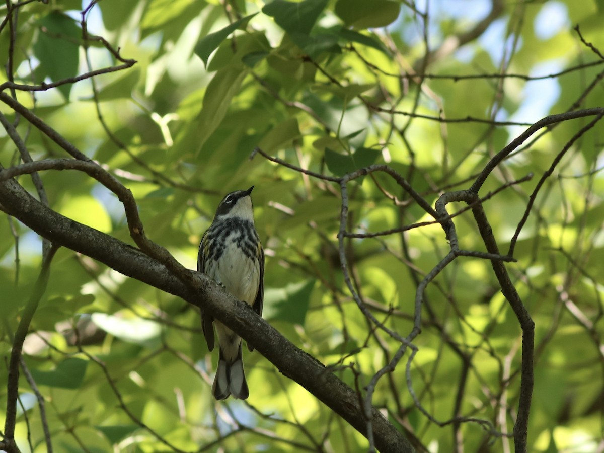 Yellow-rumped Warbler - ML237354171