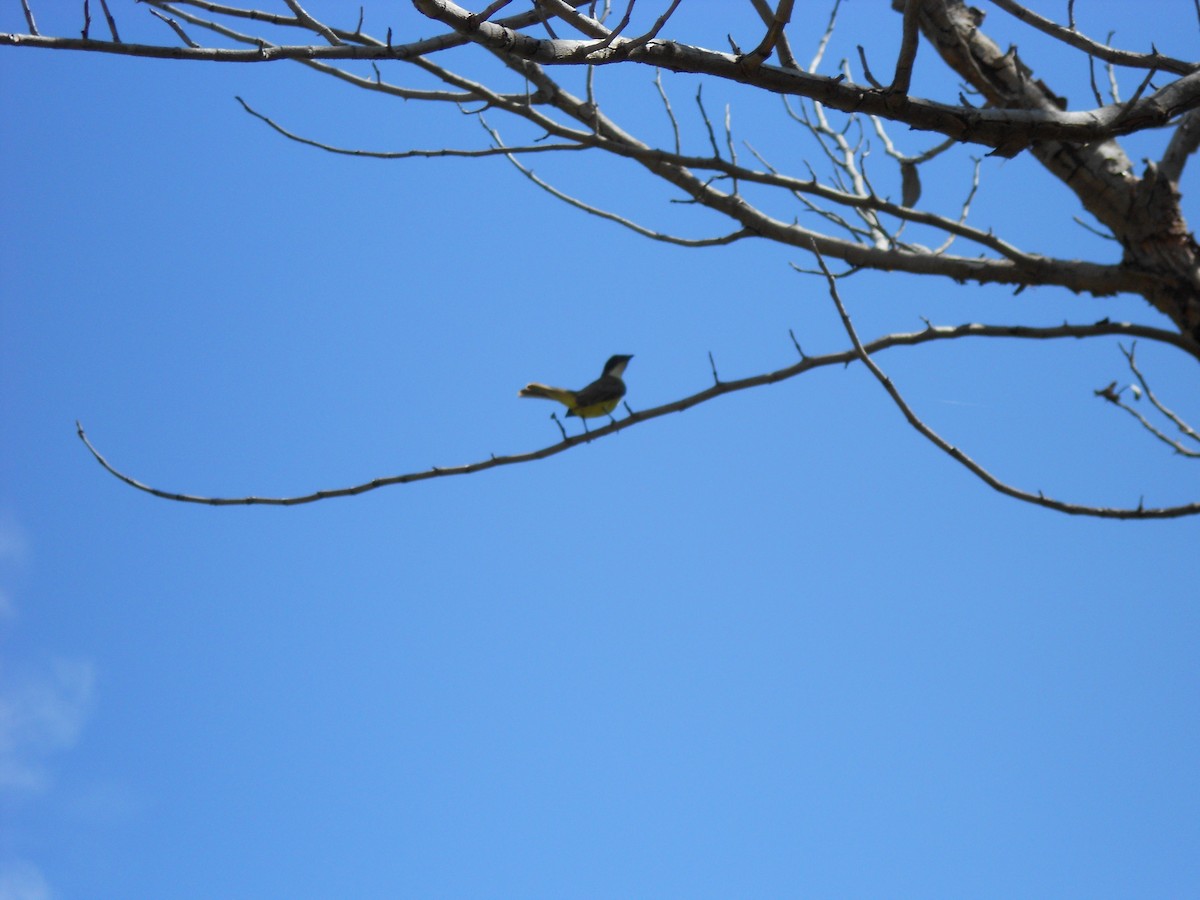 Social Flycatcher - ML23735431