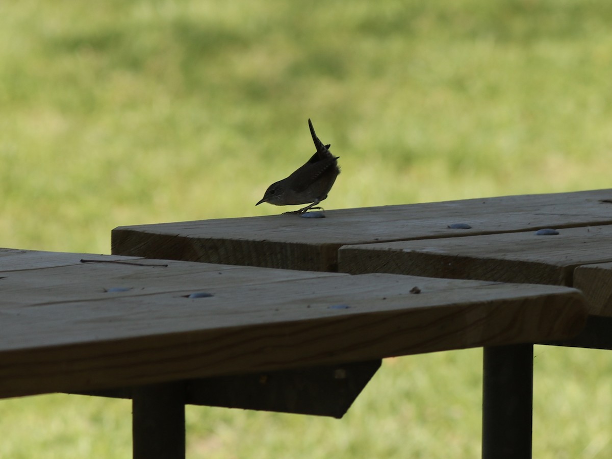 House Wren - ML237354401