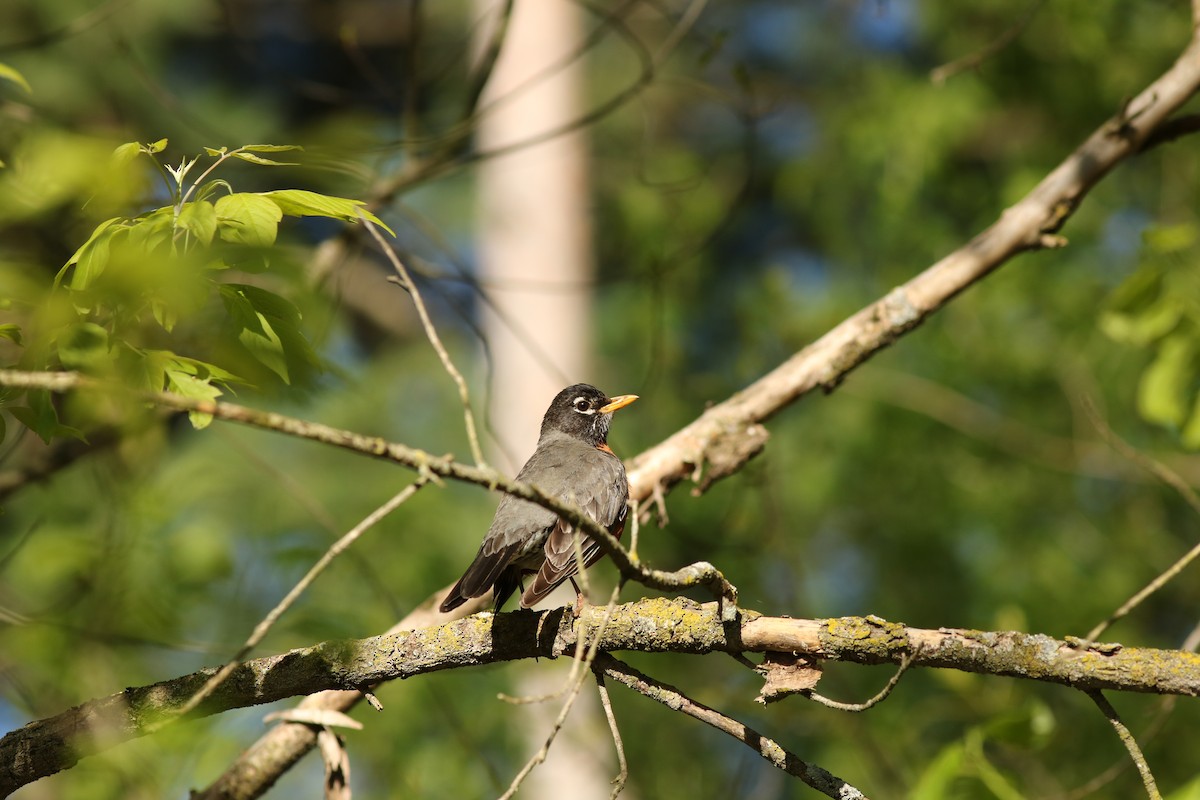 American Robin - ML237354411