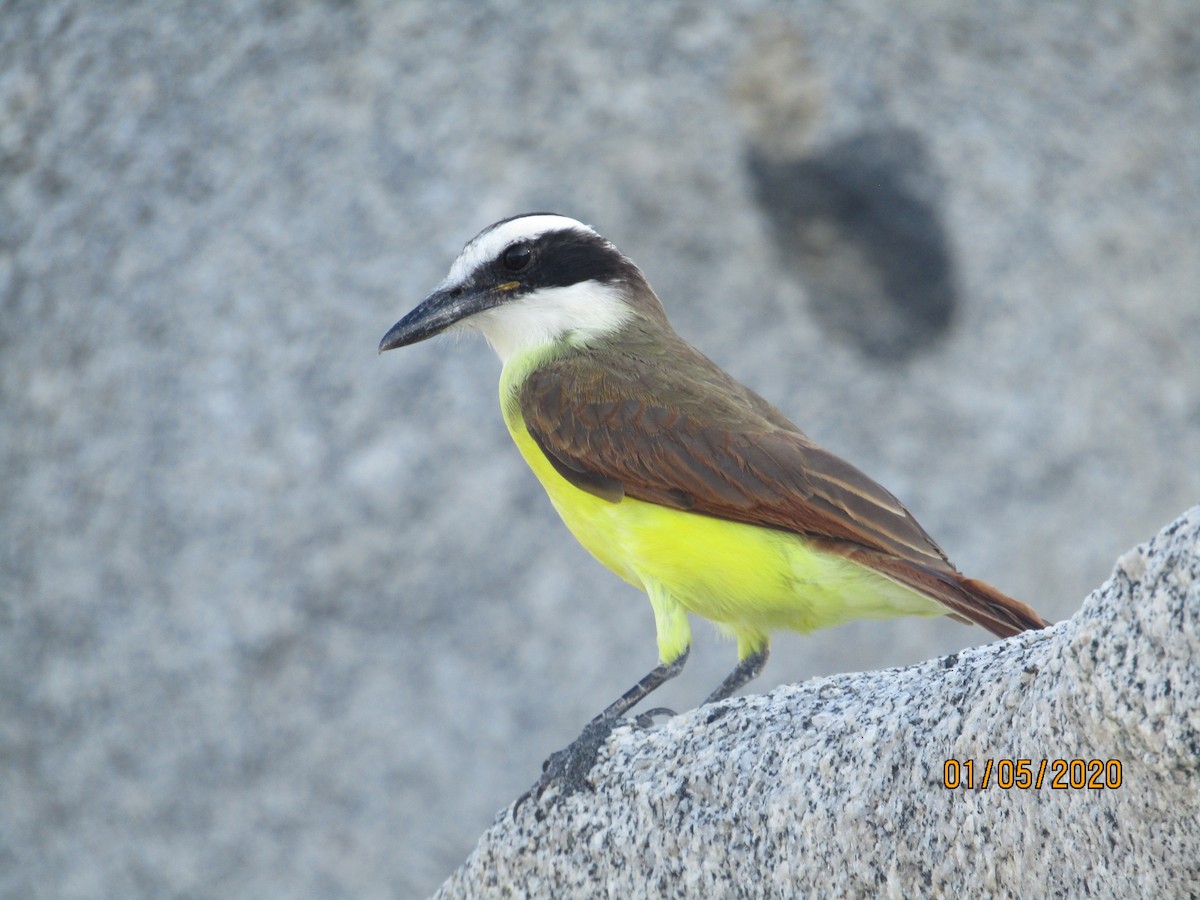 Great Kiskadee - ML237355151