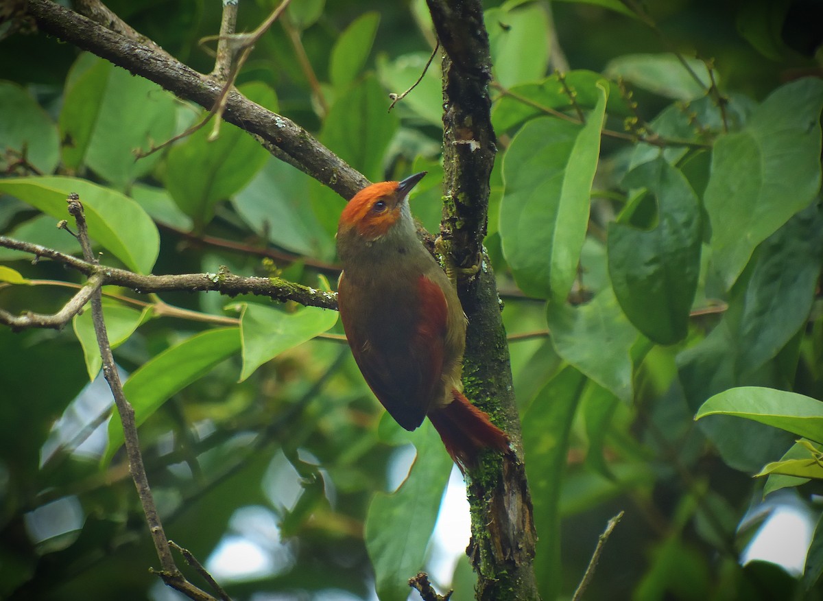 Red-faced Spinetail - Jesse  M. Rubenstein