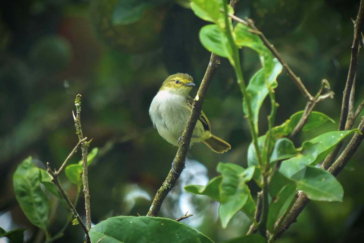 Choco Tyrannulet - Jesse  M. Rubenstein