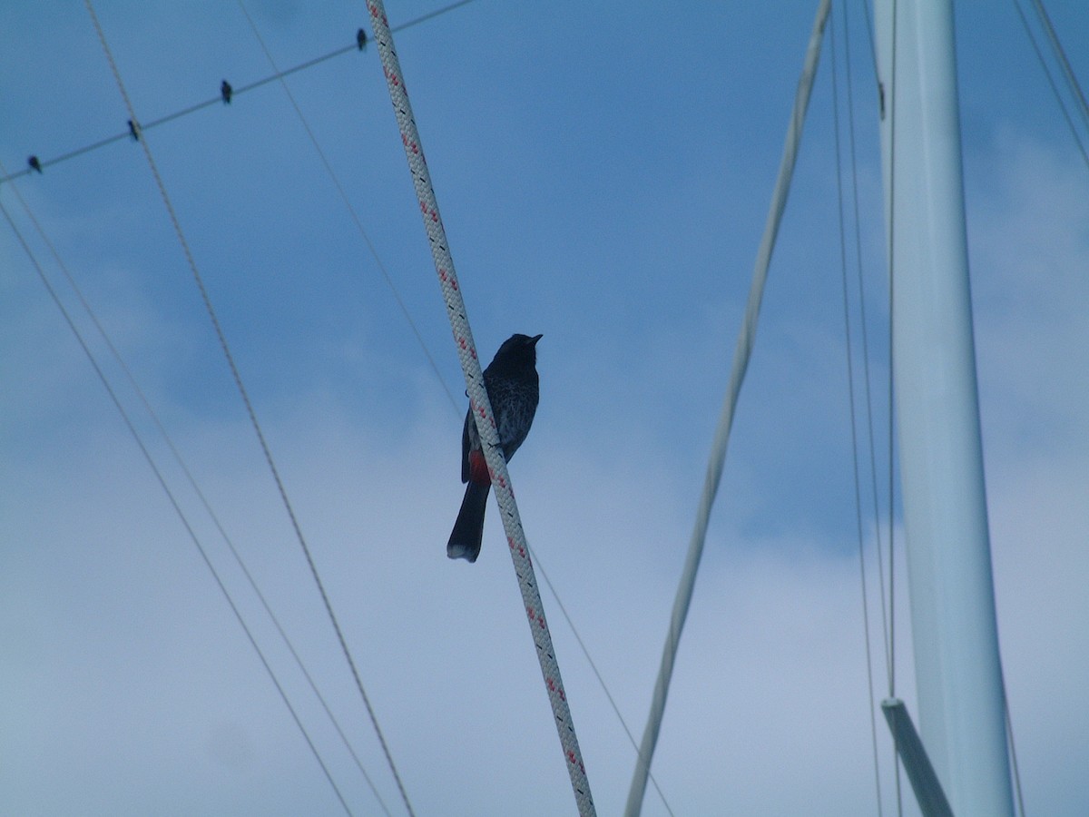 Red-vented Bulbul - ML237359471