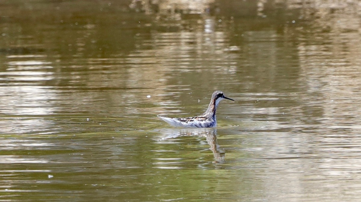 Red-necked Phalarope - ML237359481