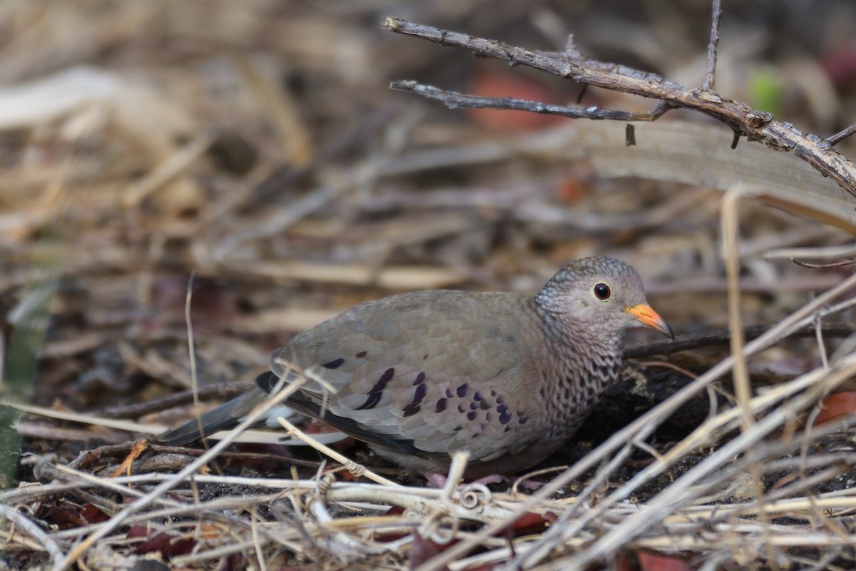 Common Ground Dove - ML237361801