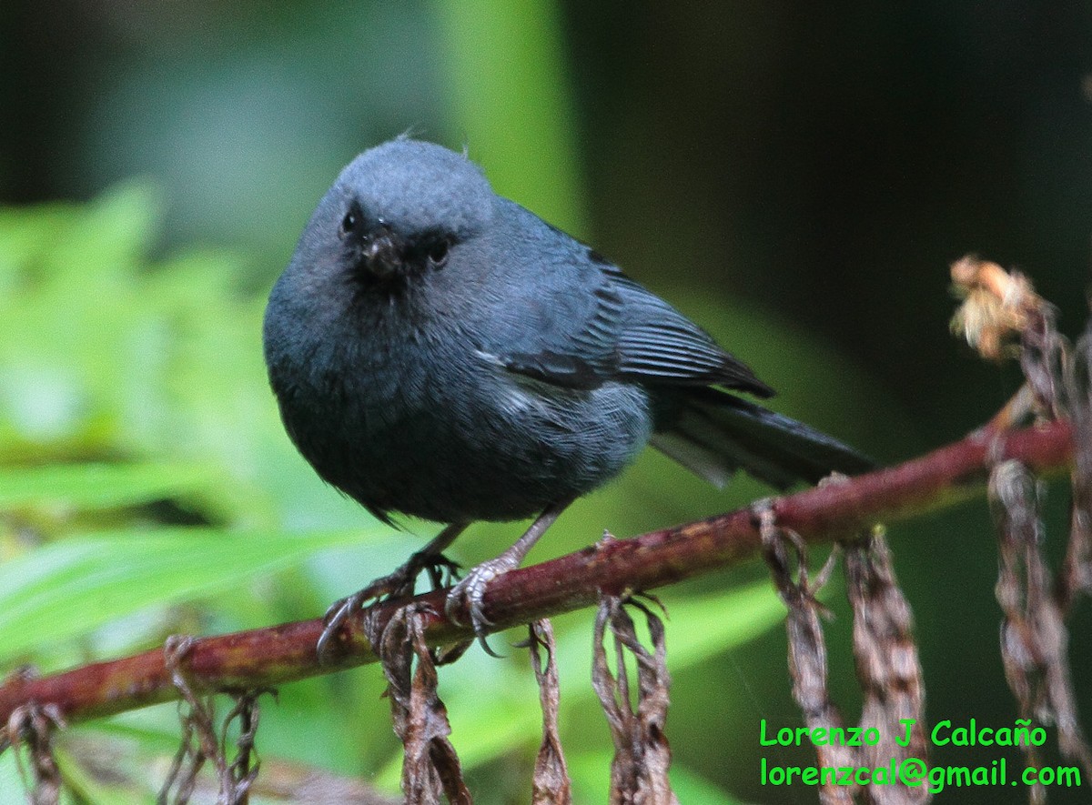 Bluish Flowerpiercer - Lorenzo Calcaño