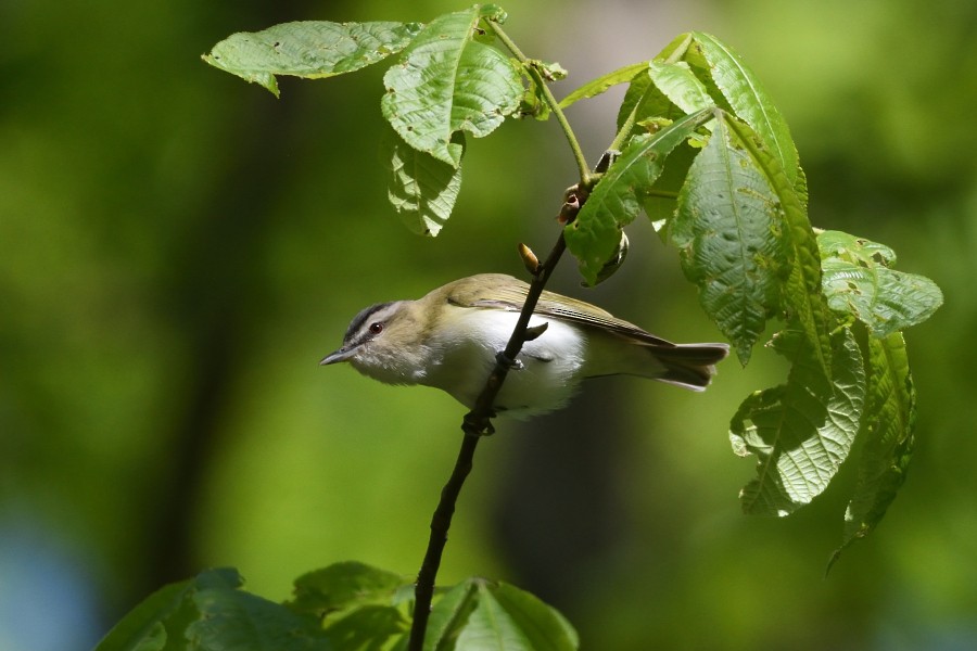 Red-eyed Vireo - ML237362621