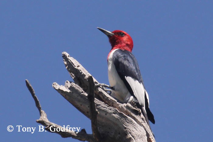 Red-headed Woodpecker - ML237363031