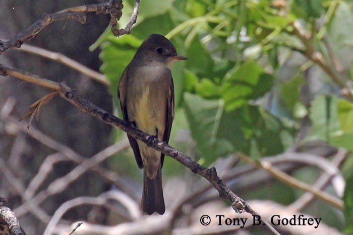 Western Wood-Pewee - ML237363121