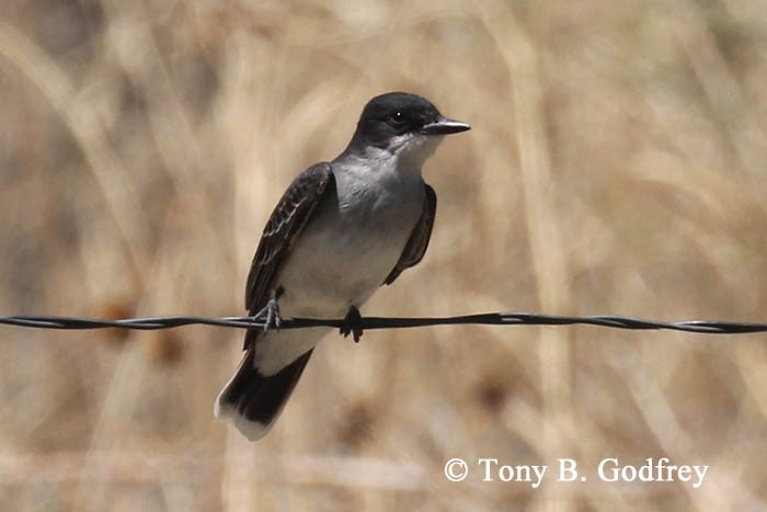 Eastern Kingbird - ML237363211