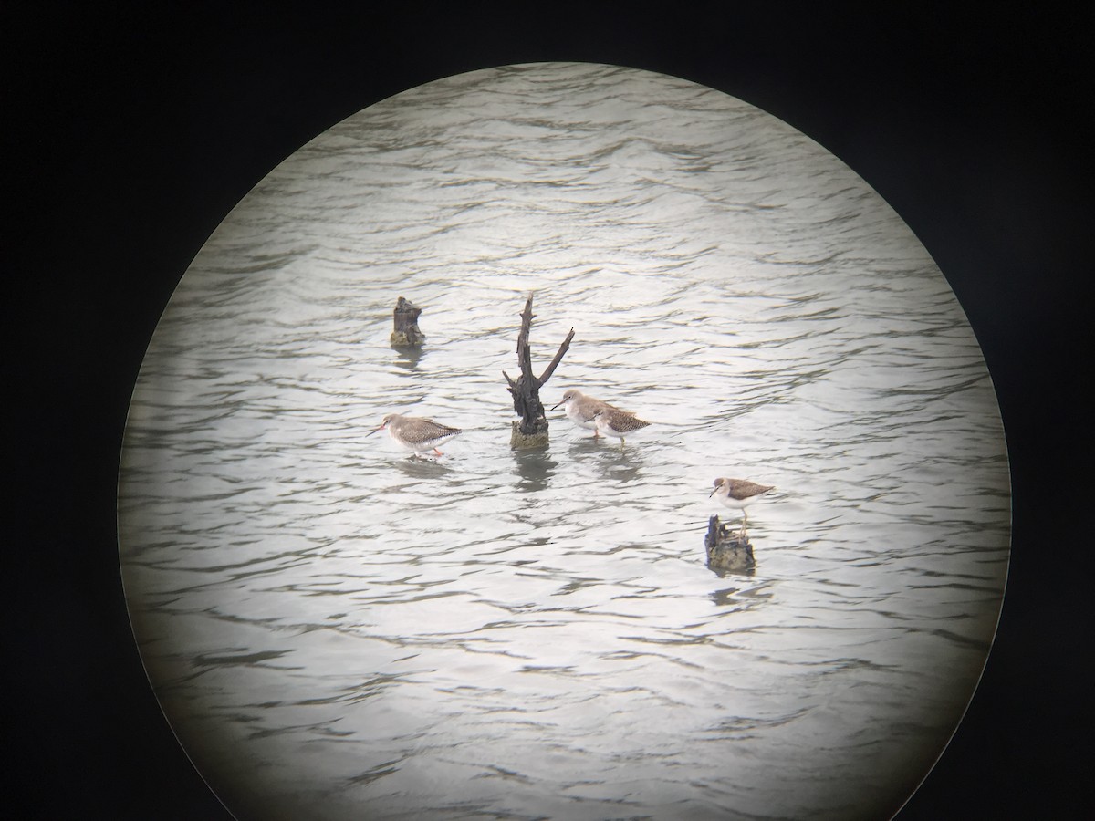 Spotted Redshank - ML23736441