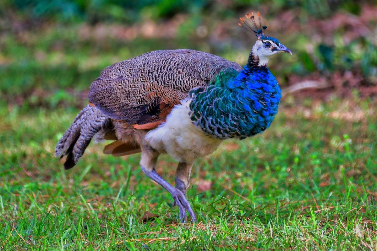 Indian Peafowl - ML237364751