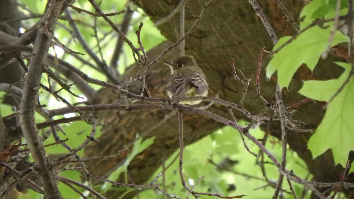 Western Flycatcher (Cordilleran) - Lauren Brock