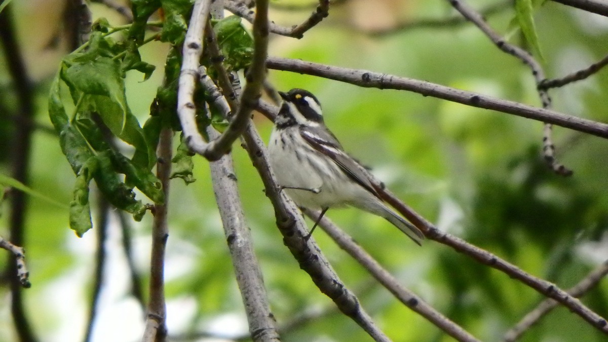 Black-throated Gray Warbler - Lauren Brock