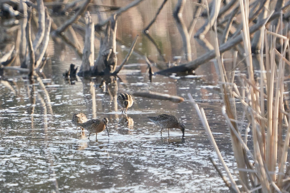 Short-billed Dowitcher - ML237368091