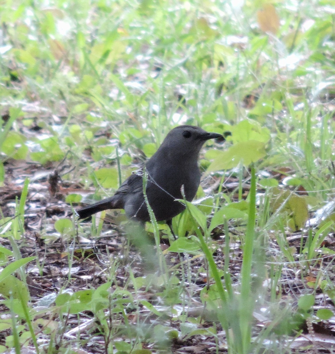 Gray Catbird - ML237368991