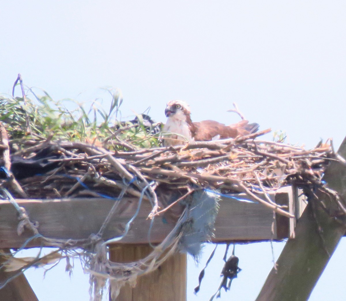 Загасч явлаг - ML237370361