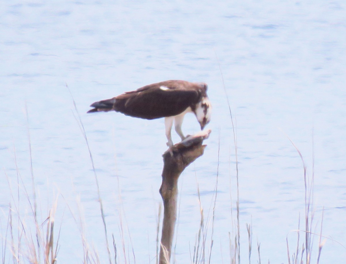 Загасч явлаг - ML237373851