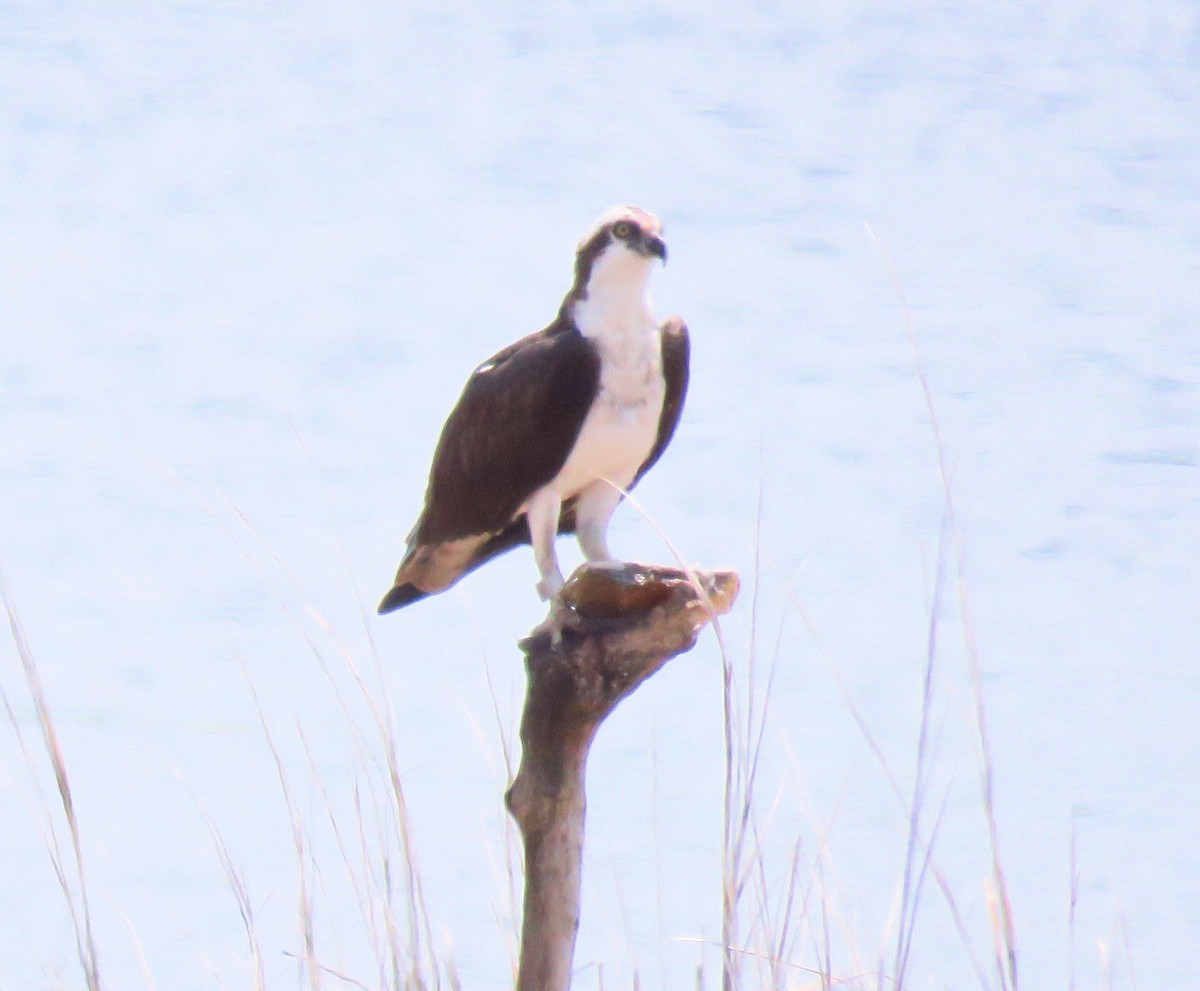 Загасч явлаг - ML237373861