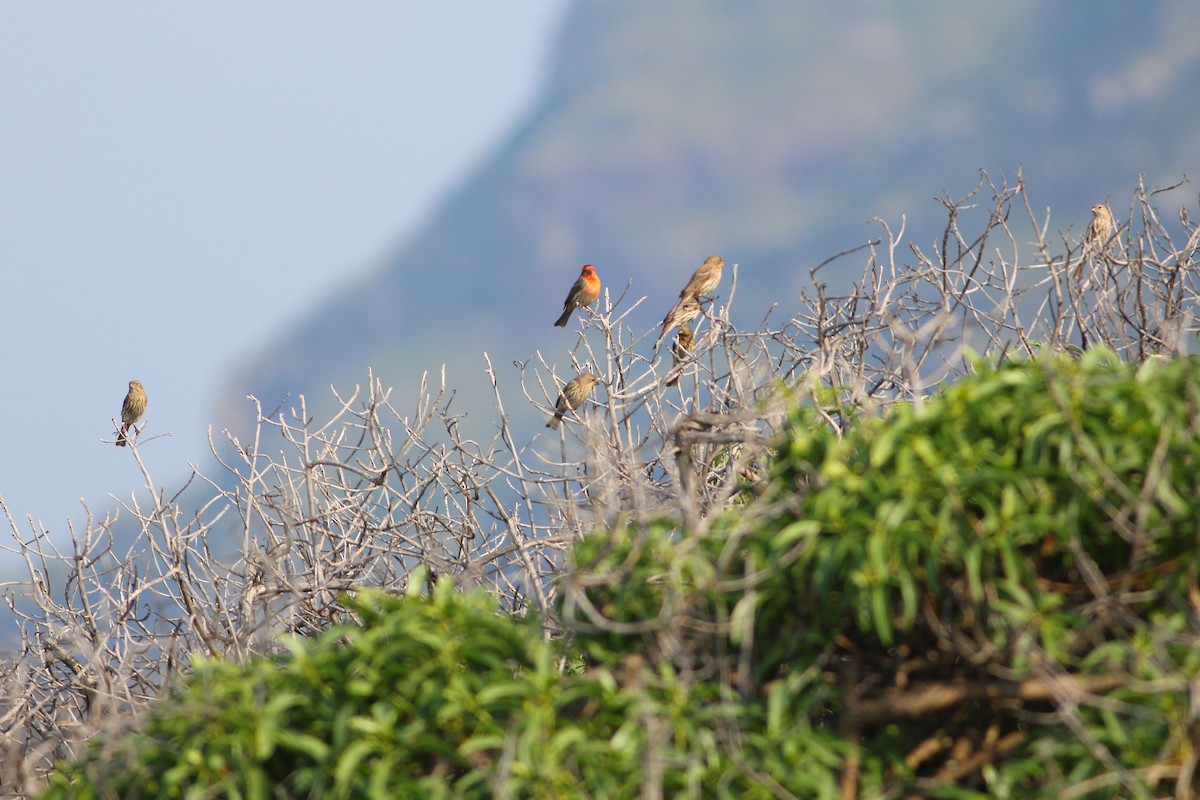 House Finch - Ko Cheng