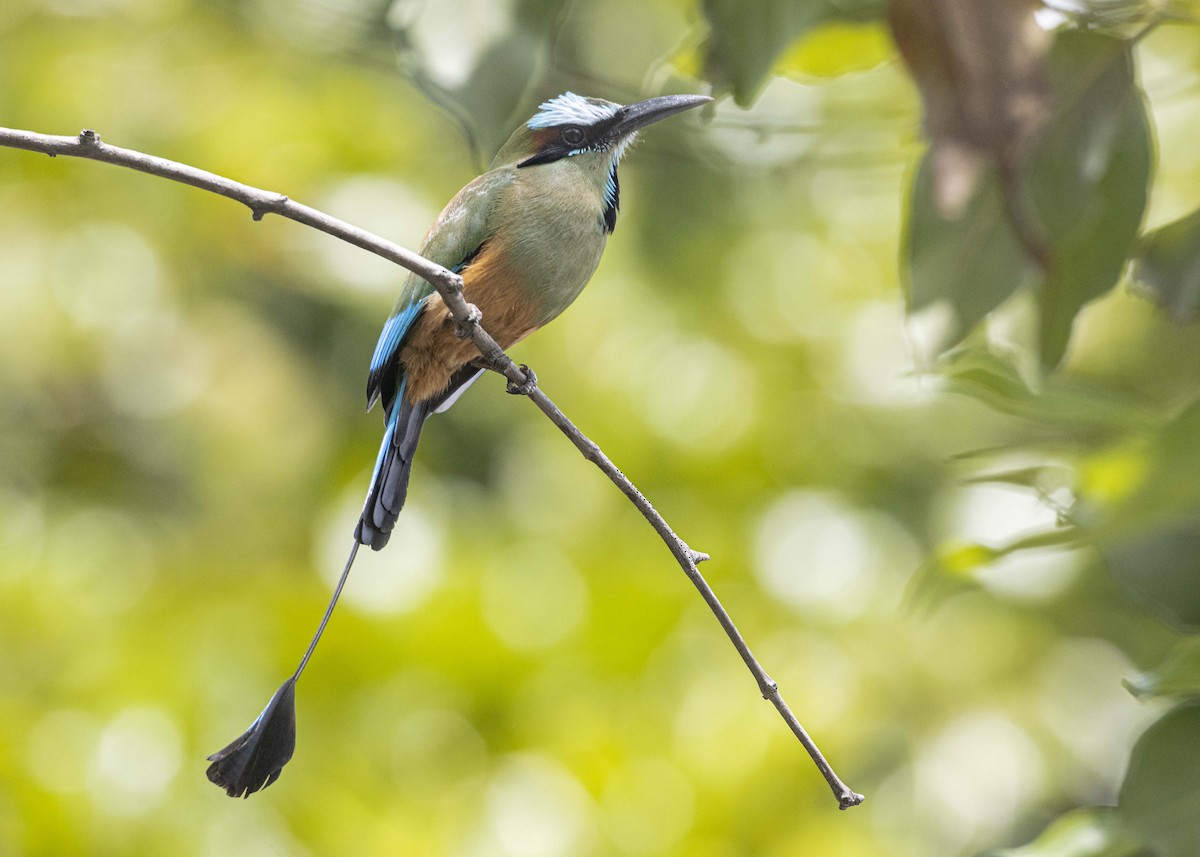 Turquoise-browed Motmot - Guillermo  Saborío Vega