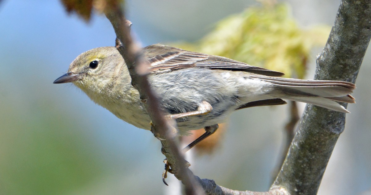 Pine Warbler - ML237375871