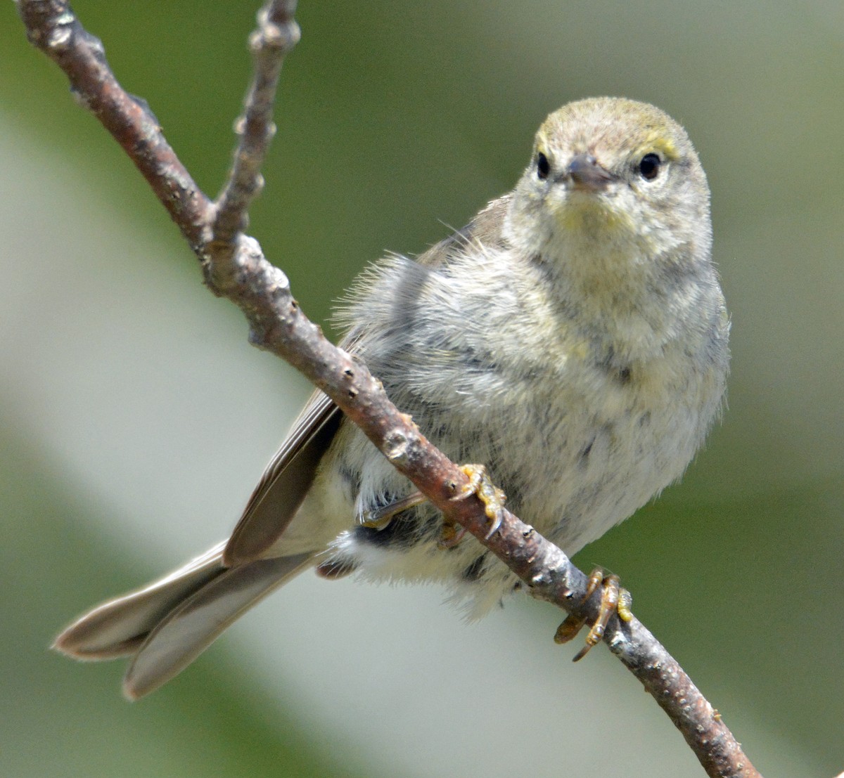 Pine Warbler - ML237376111