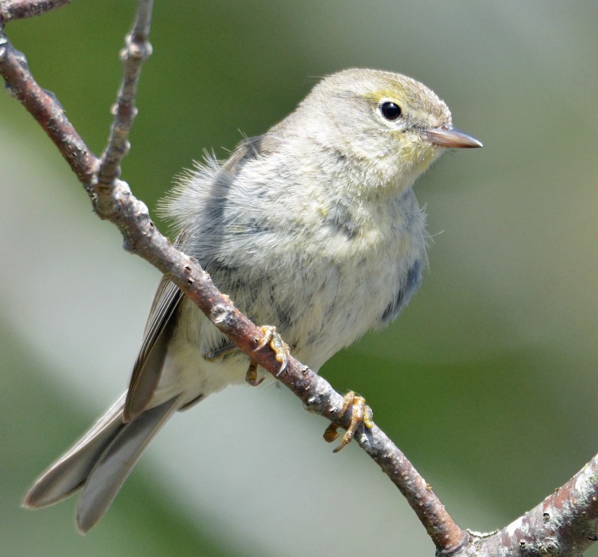 Pine Warbler - ML237376161