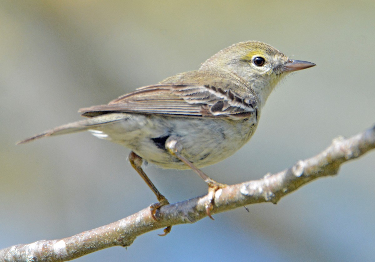 Pine Warbler - ML237376171