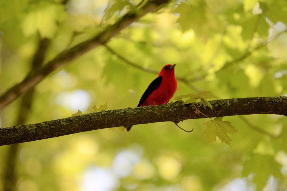 Scarlet Tanager - ML237376451