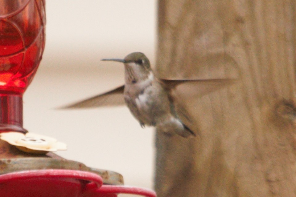 Colibri à gorge noire - ML237377181