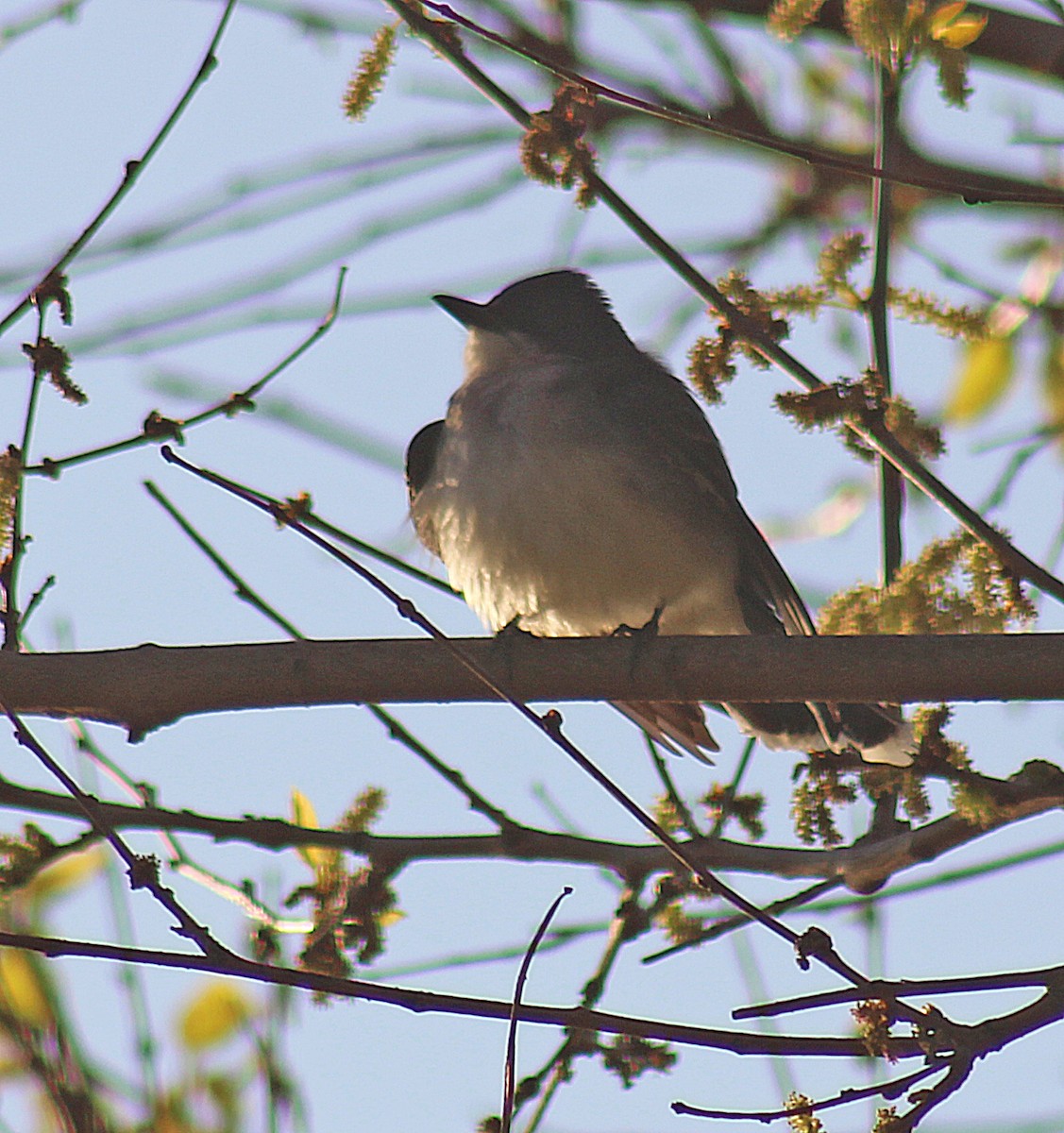 Eastern Kingbird - ML237377331