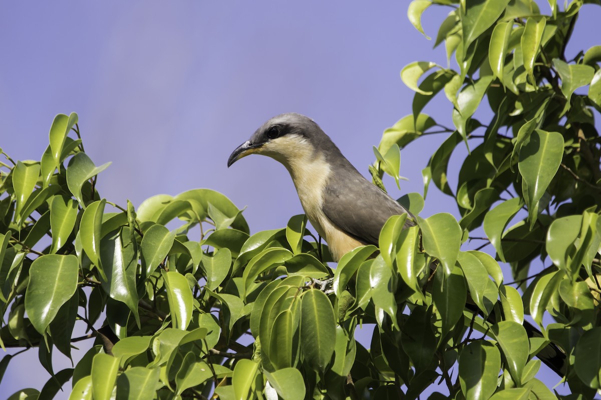 Mangrove Cuckoo - Jorge Eduardo Ruano