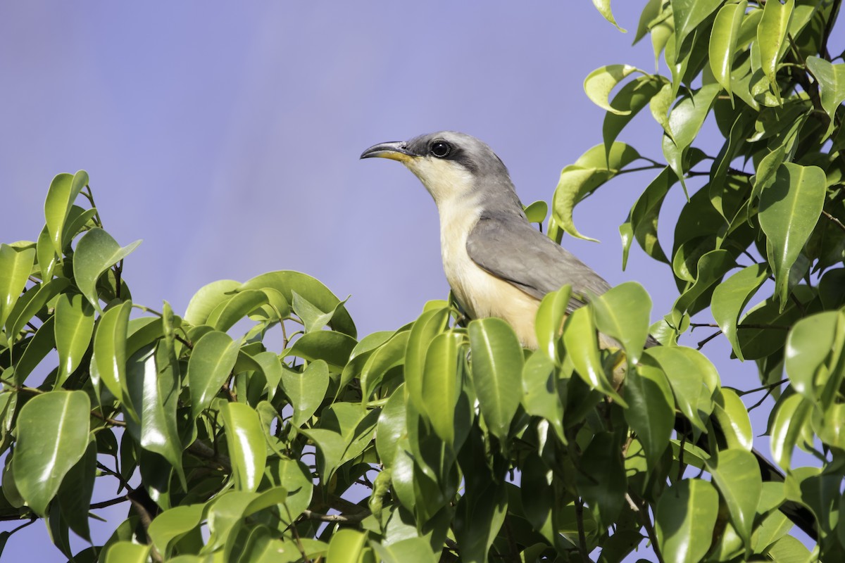 Mangrove Cuckoo - ML237377561