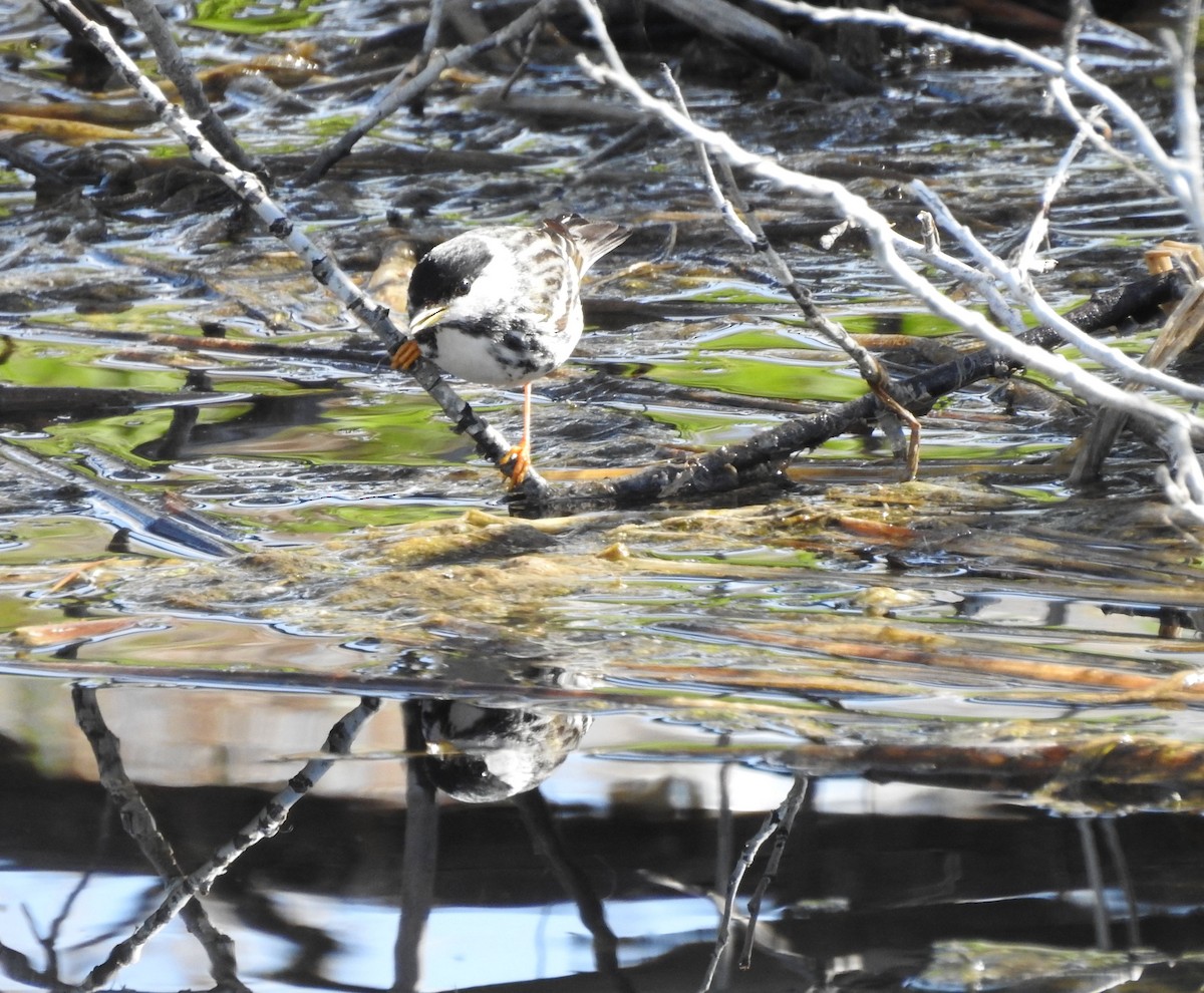 Blackpoll Warbler - ML237377701